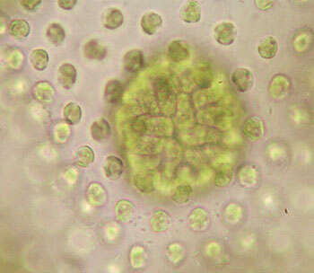 Image of Volvox aureus