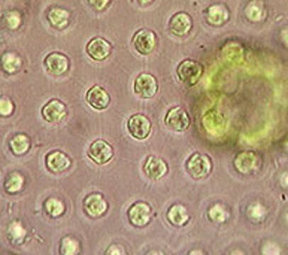 Image of Volvox aureus