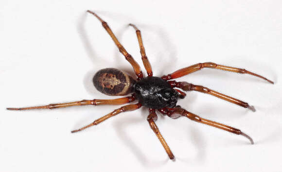 Слика од Steatoda nobilis (Thorell 1875)