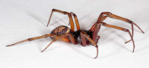 صورة Steatoda nobilis (Thorell 1875)