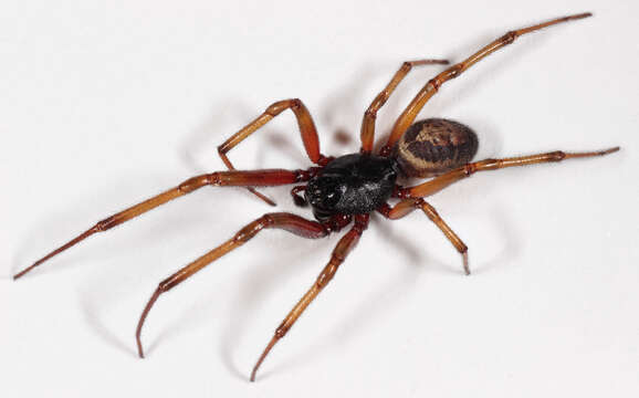 صورة Steatoda nobilis (Thorell 1875)