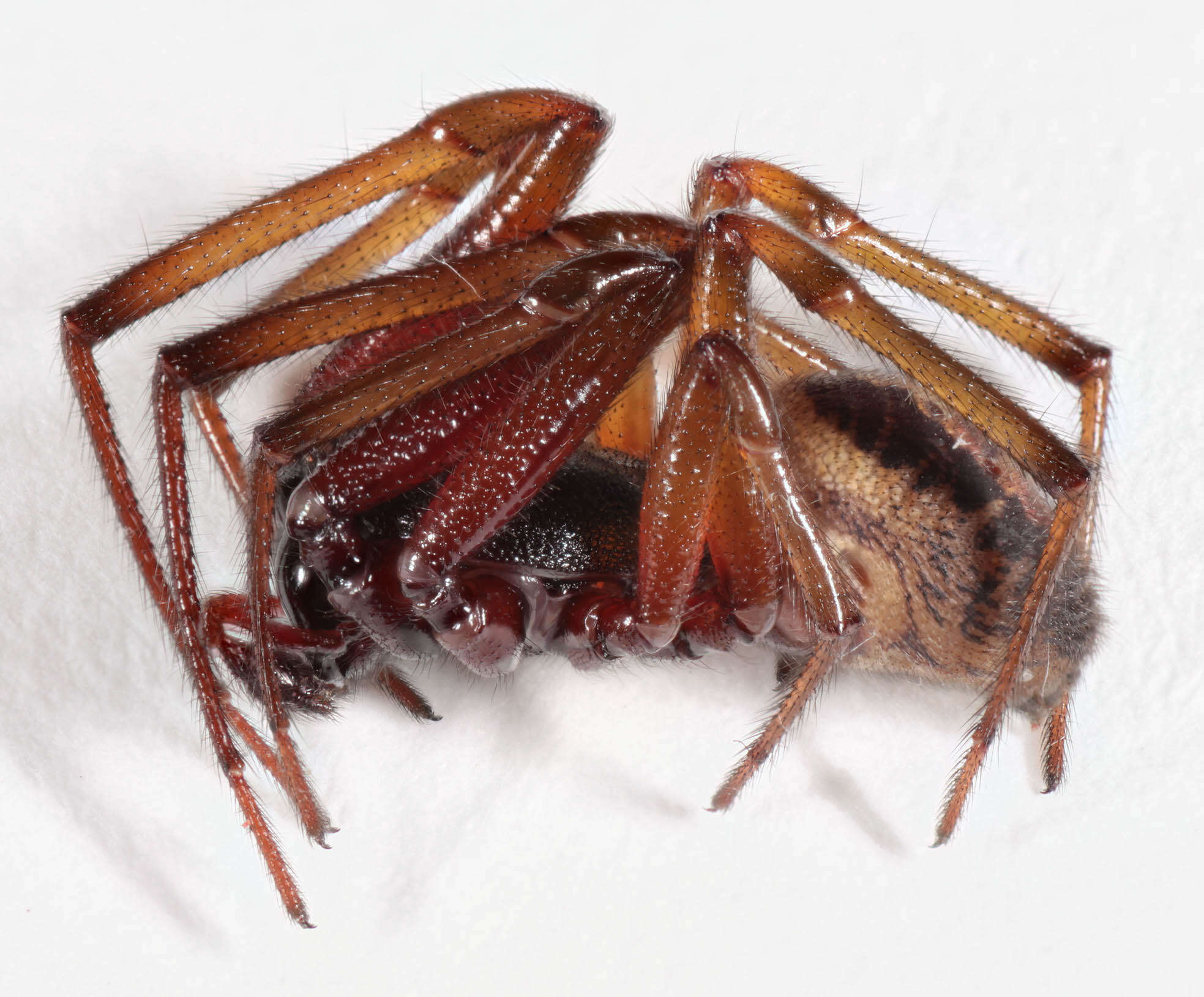 صورة Steatoda nobilis (Thorell 1875)