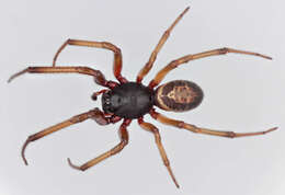 صورة Steatoda nobilis (Thorell 1875)