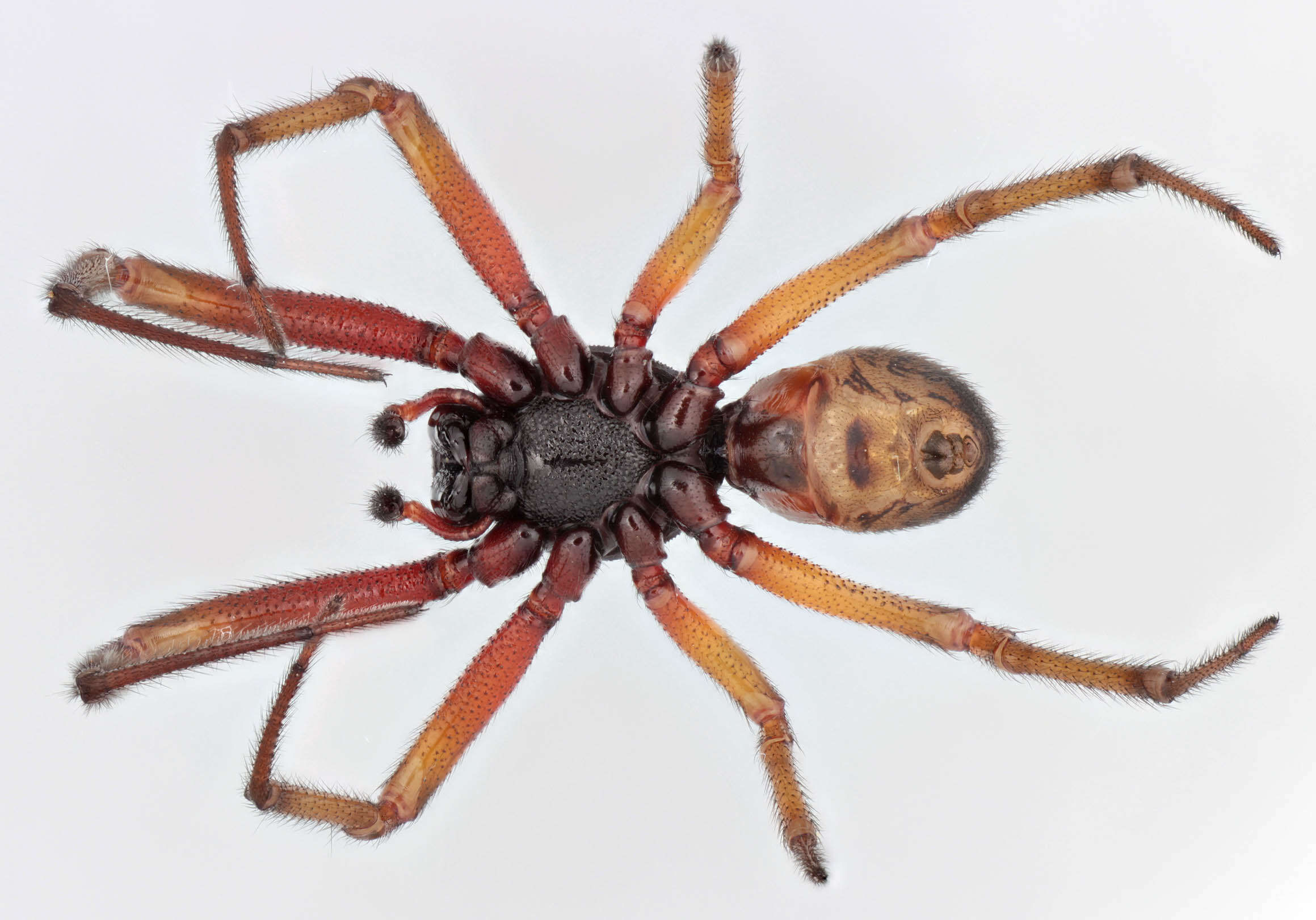 صورة Steatoda nobilis (Thorell 1875)