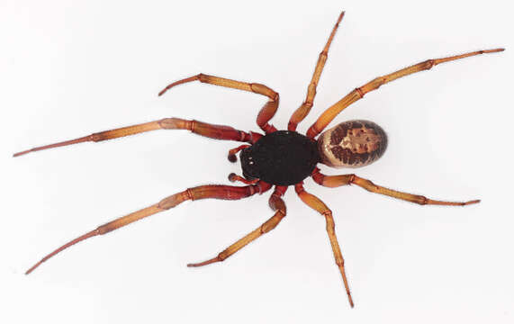 صورة Steatoda nobilis (Thorell 1875)