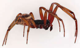 صورة Steatoda nobilis (Thorell 1875)