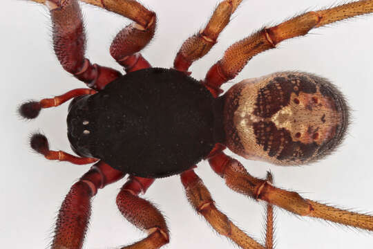 صورة Steatoda nobilis (Thorell 1875)