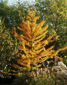 Image of Ginkgoopsida