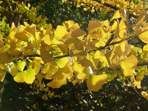 Image of Ginkgoopsida