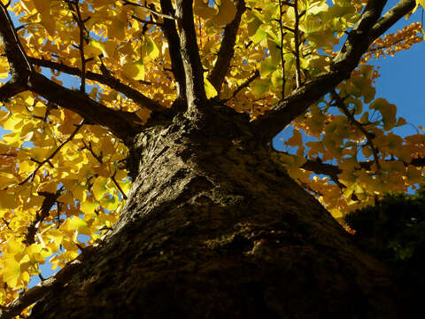 Image of Ginkgoopsida