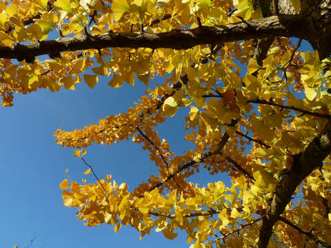 Image of Ginkgoopsida