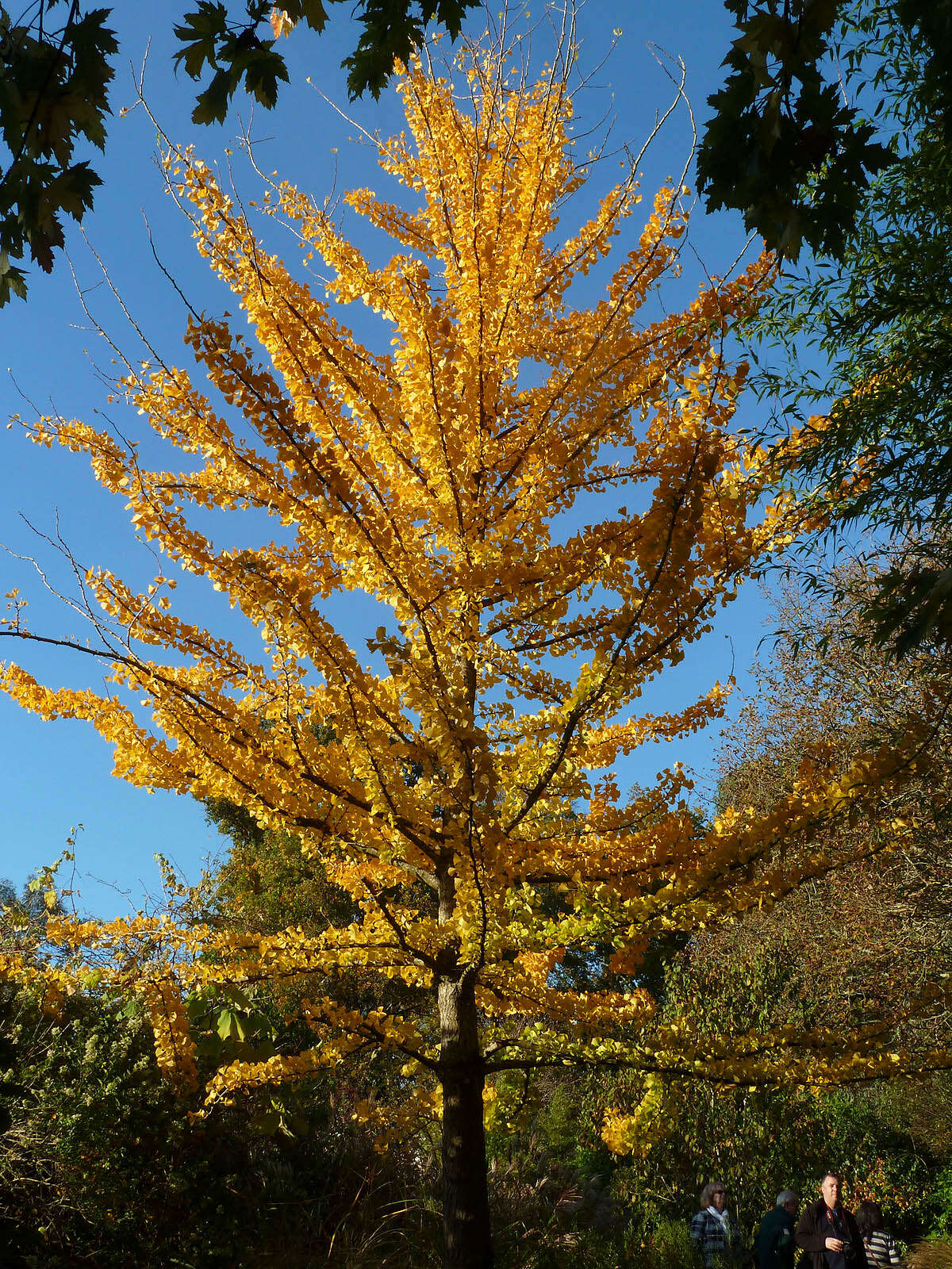 Слика од Ginkgoopsida