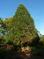 Image of giant sequoia