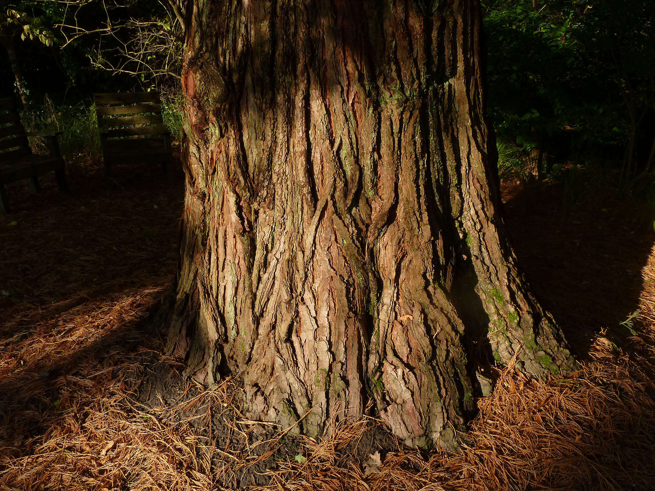 Image of giant sequoia