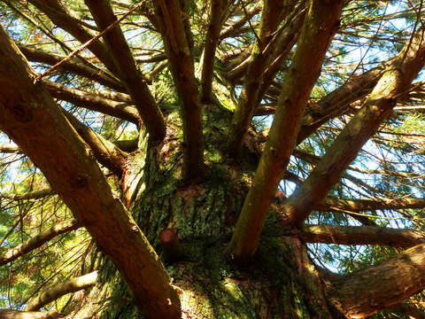 Sequoiadendron resmi