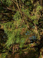 Sequoiadendron resmi