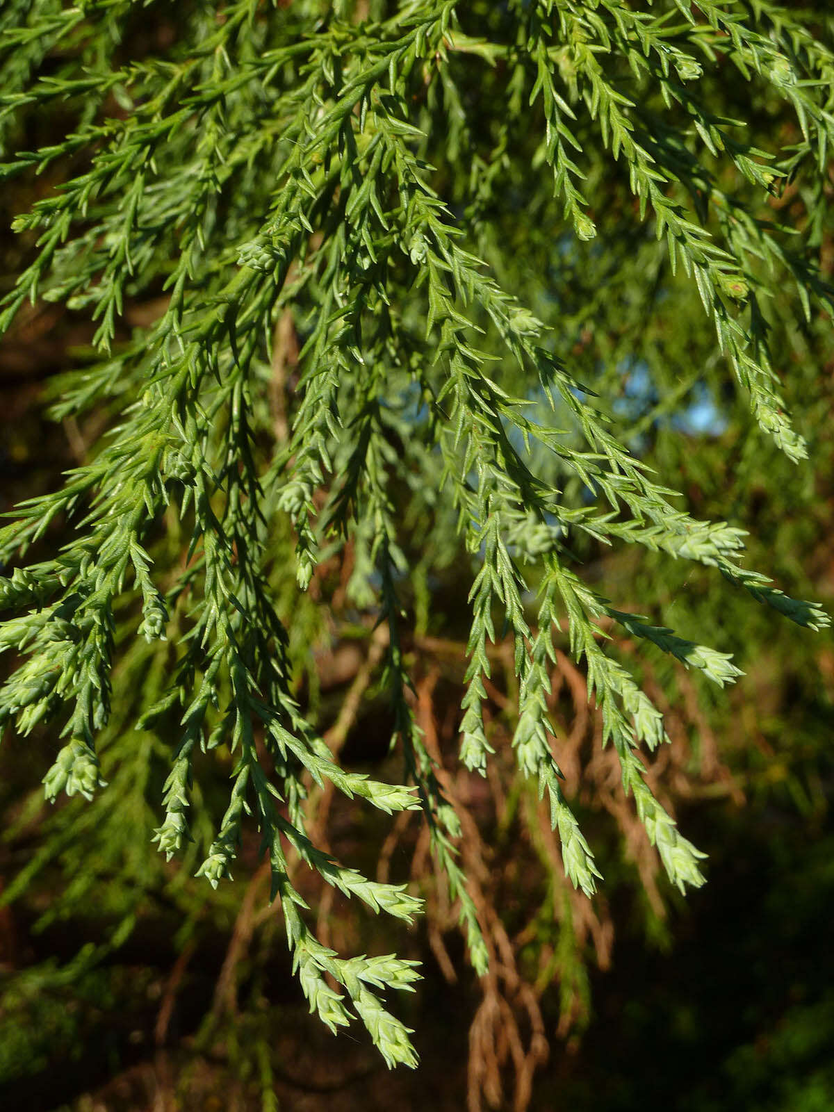 Sequoiadendron resmi