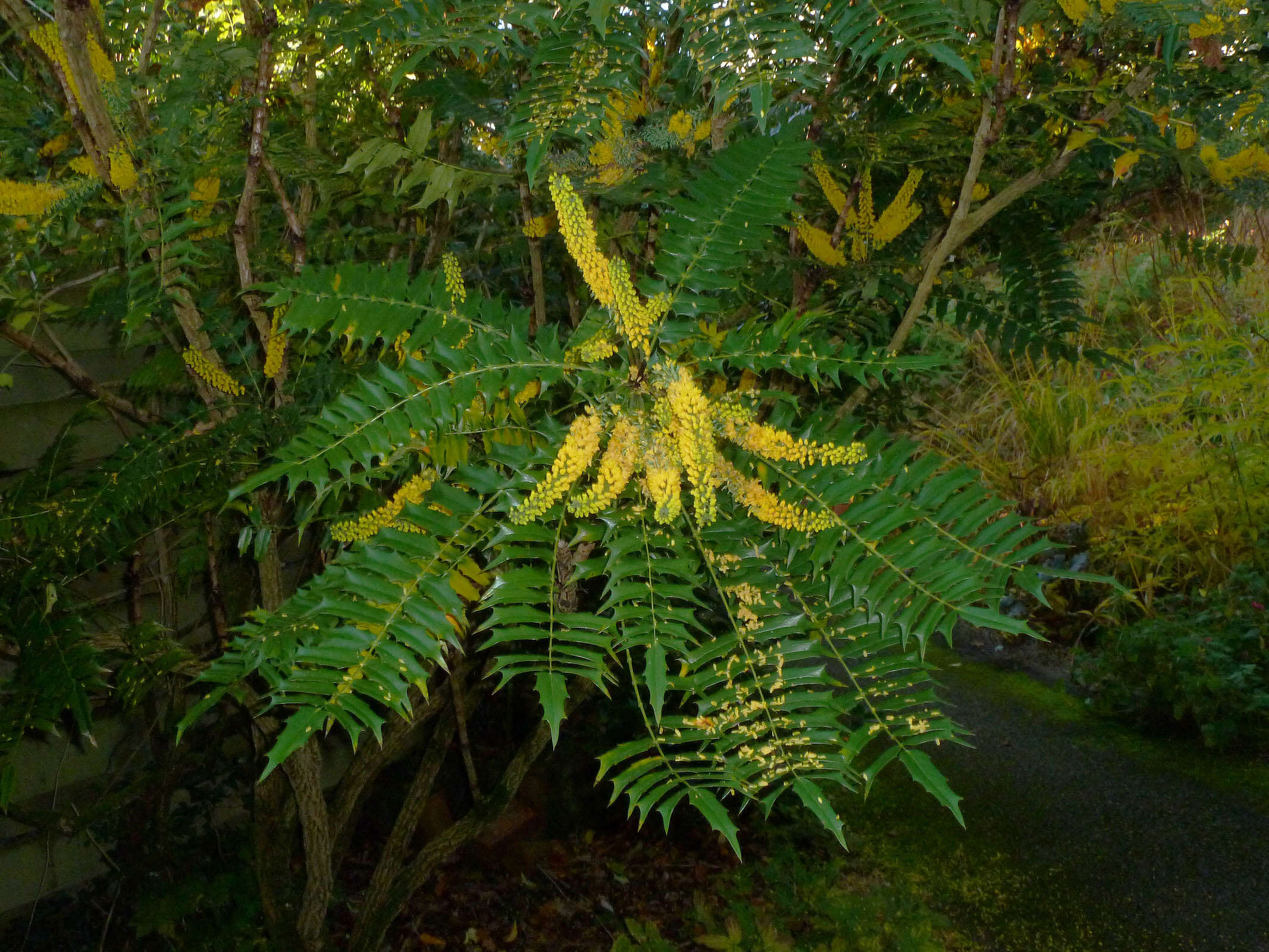 Plancia ëd <i>Mahonia media</i>