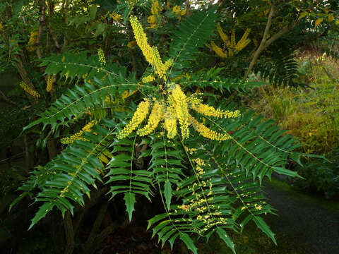 Image of <i>Mahonia media</i>