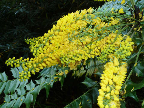 Image of <i>Mahonia media</i>