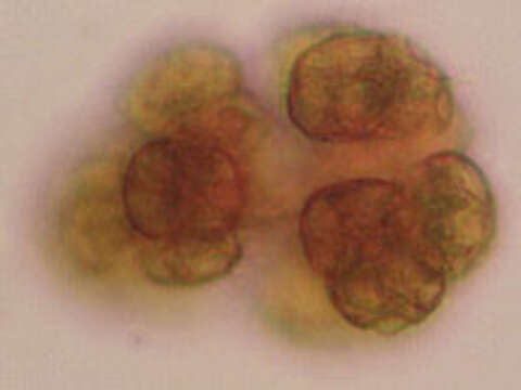 Image of Elliptochloris