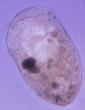 Image of Stentoridae