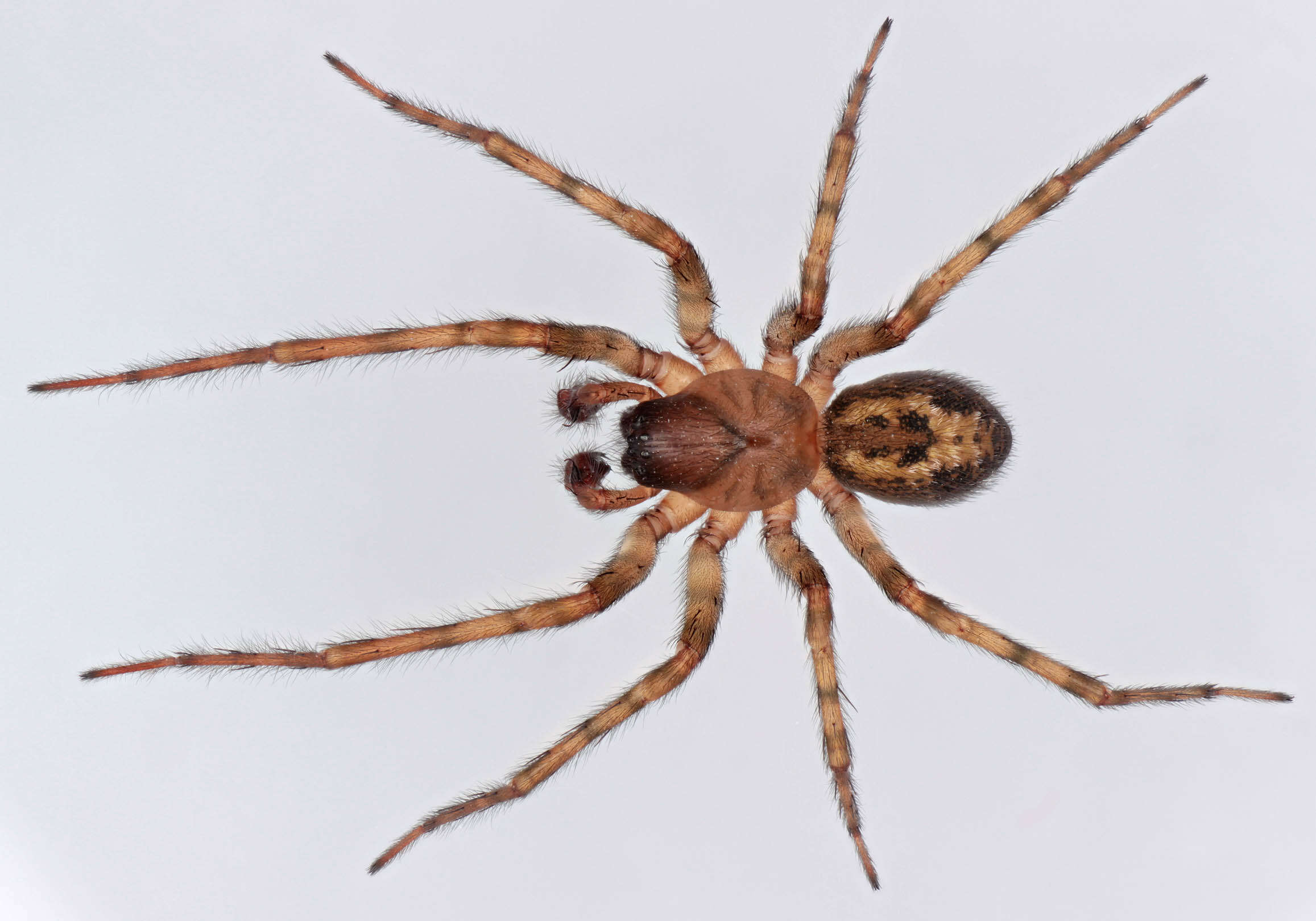 Image of Lace webbed spider