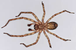 Image of Lace webbed spider