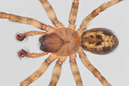 Image of Lace webbed spider