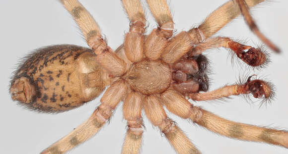 Image of Lace webbed spider