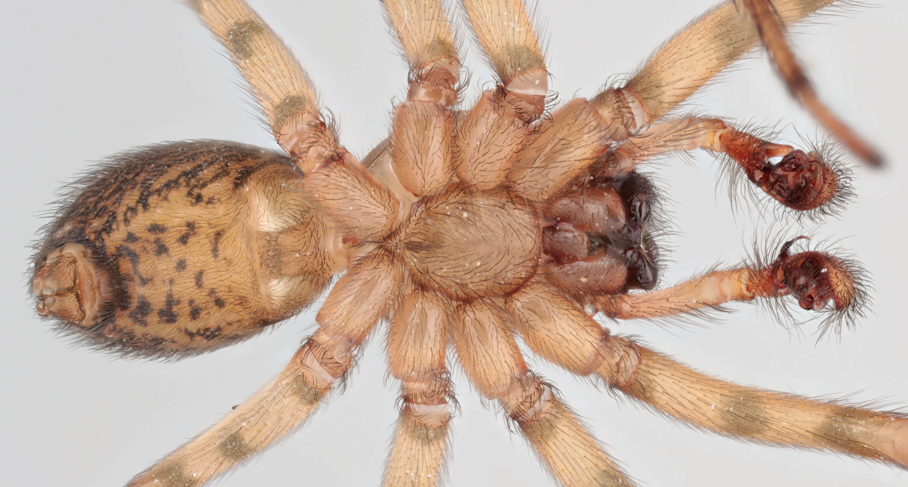 Image of Lace webbed spider