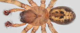 Image of Lace webbed spider