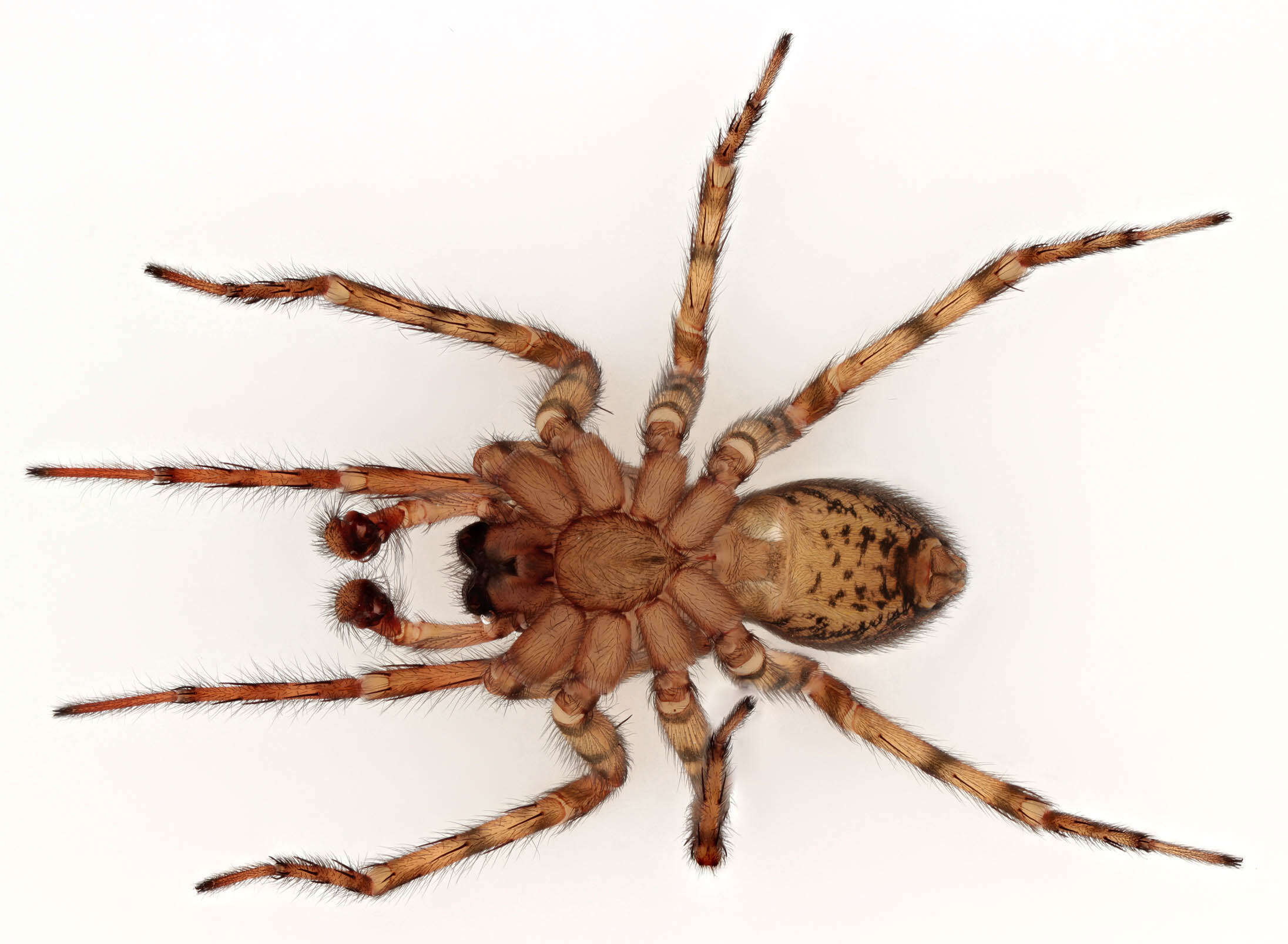 Image of Lace webbed spider