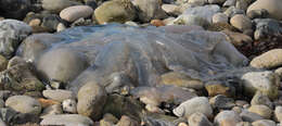 Image of barrel jellyfish