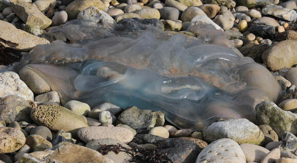 Image of barrel jellyfish