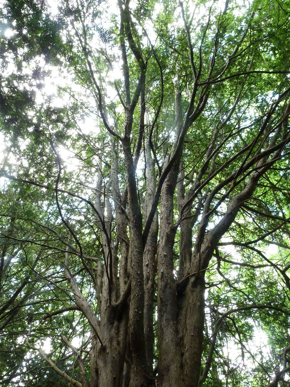 Image of English yew