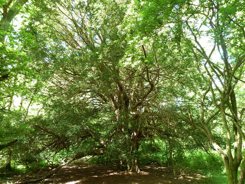 Image of English yew