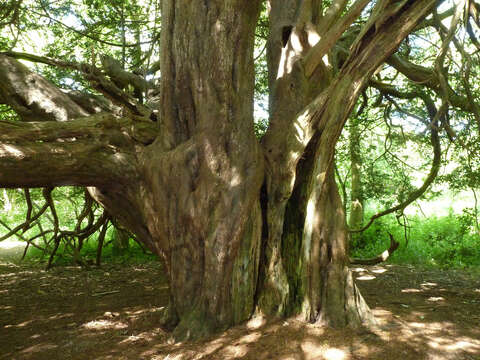 Image of English yew