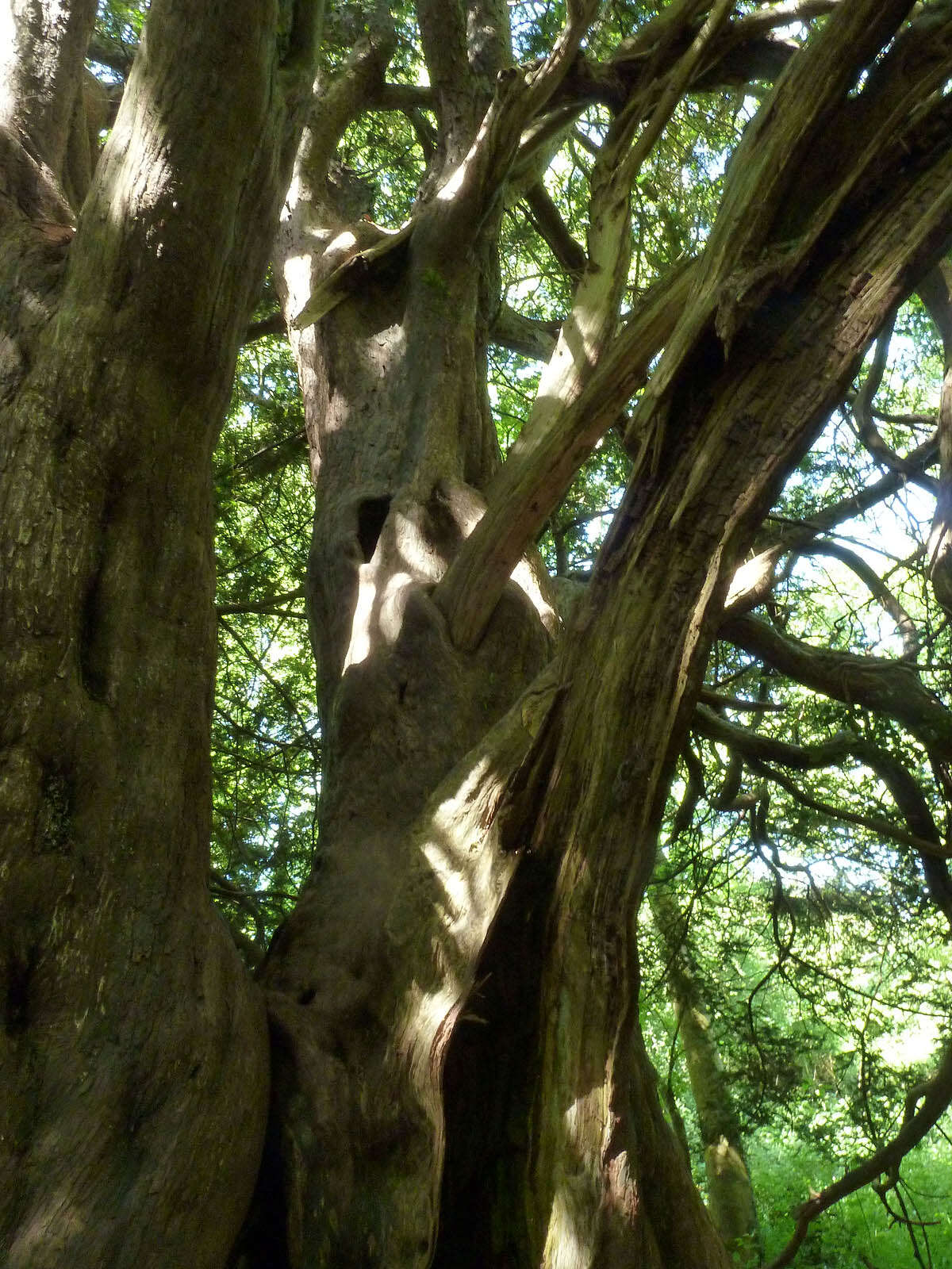 Image of English yew