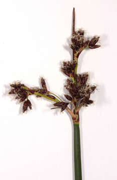 Image of lakeshore bulrush