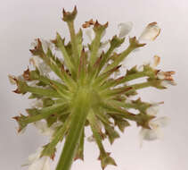 Image of Narrow-leaved Water-dropwort