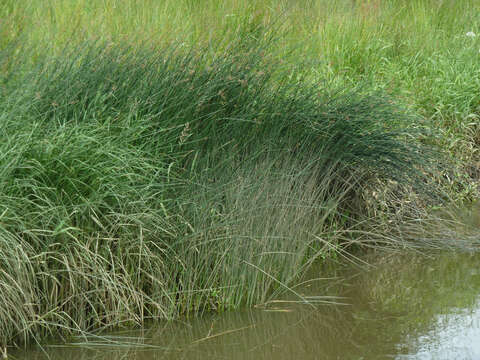 Image of lakeshore bulrush