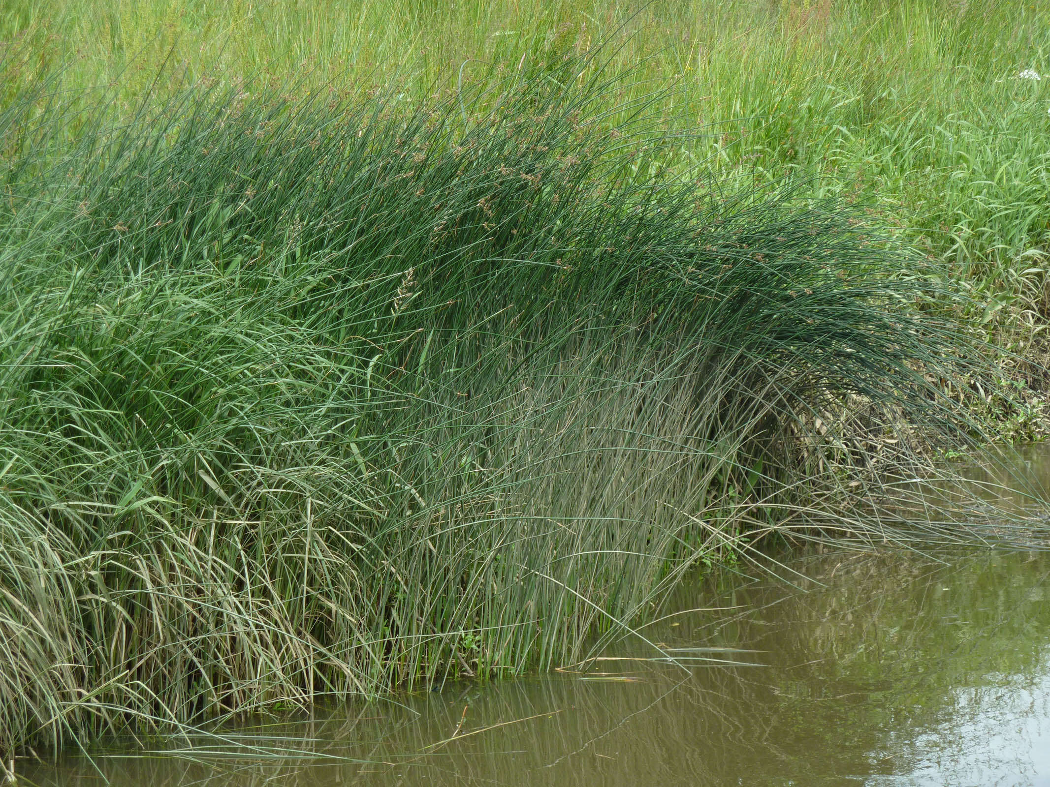 Image de scirpe des lacs, jonc des chaisiers commun