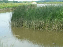 Image de scirpe des lacs, jonc des chaisiers commun