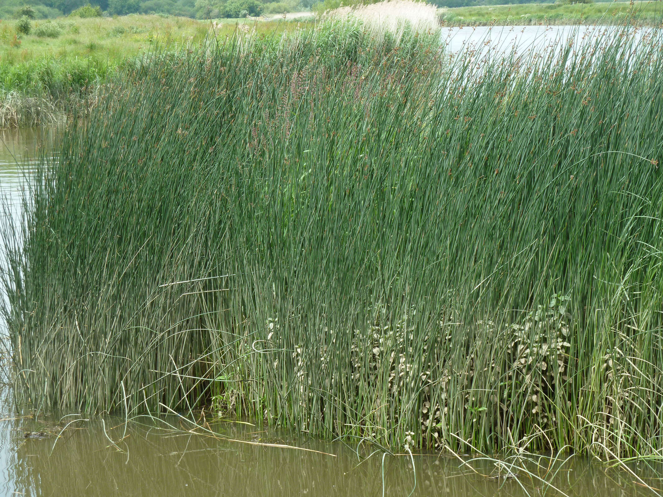 Image de scirpe des lacs, jonc des chaisiers commun