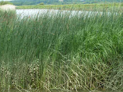 Image de scirpe des lacs, jonc des chaisiers commun