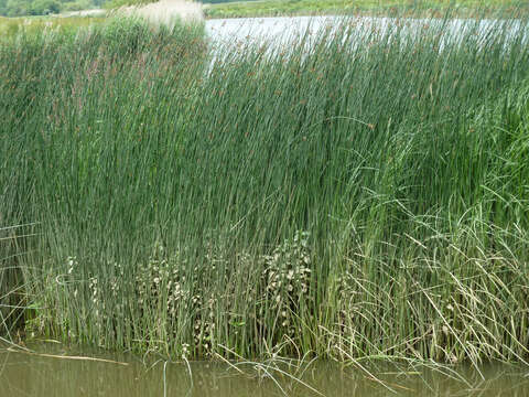 Image of lakeshore bulrush