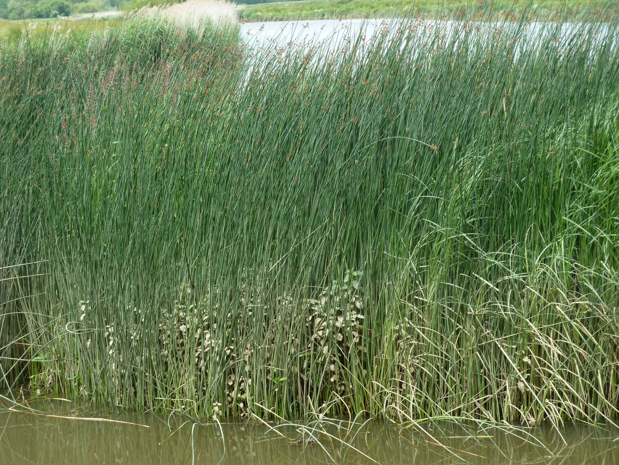 Image de scirpe des lacs, jonc des chaisiers commun