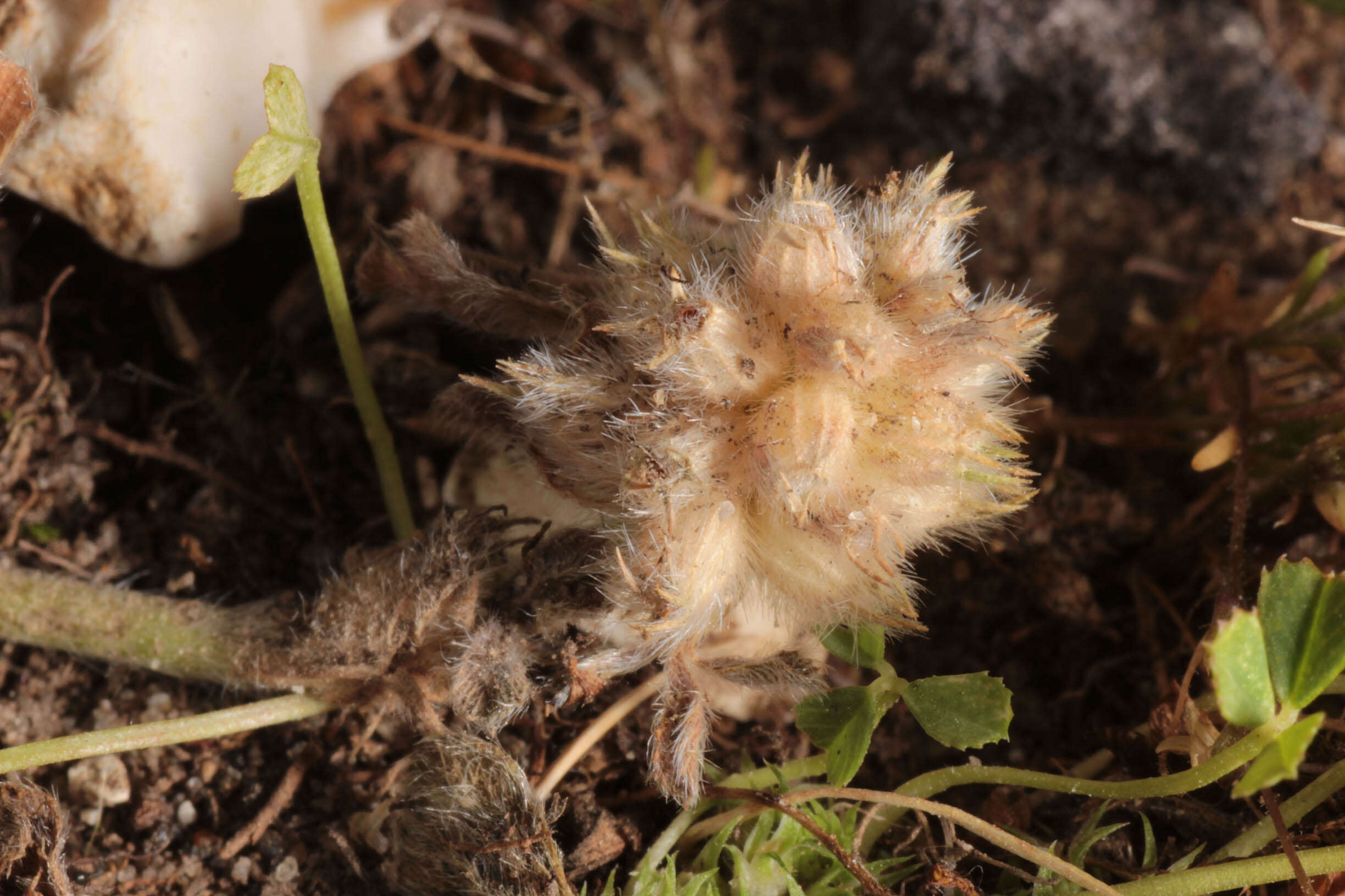 Image of knotted clover