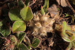 Image of knotted clover